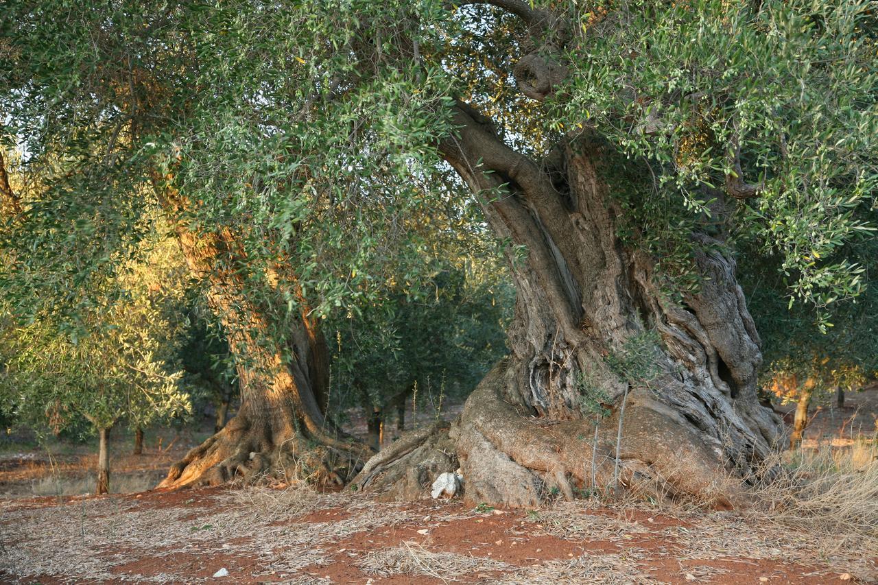 Masseria Montecchie Ceglie Messapica Bagian luar foto