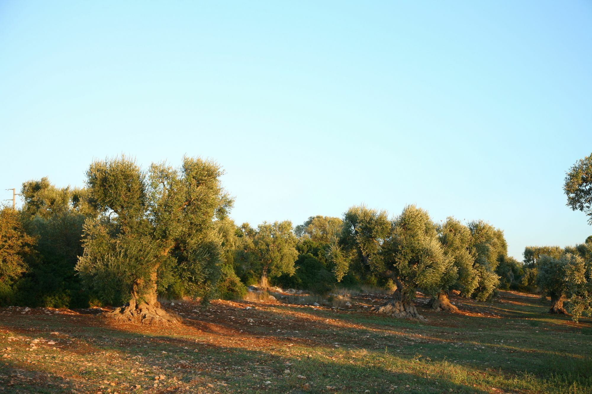 Masseria Montecchie Ceglie Messapica Bagian luar foto